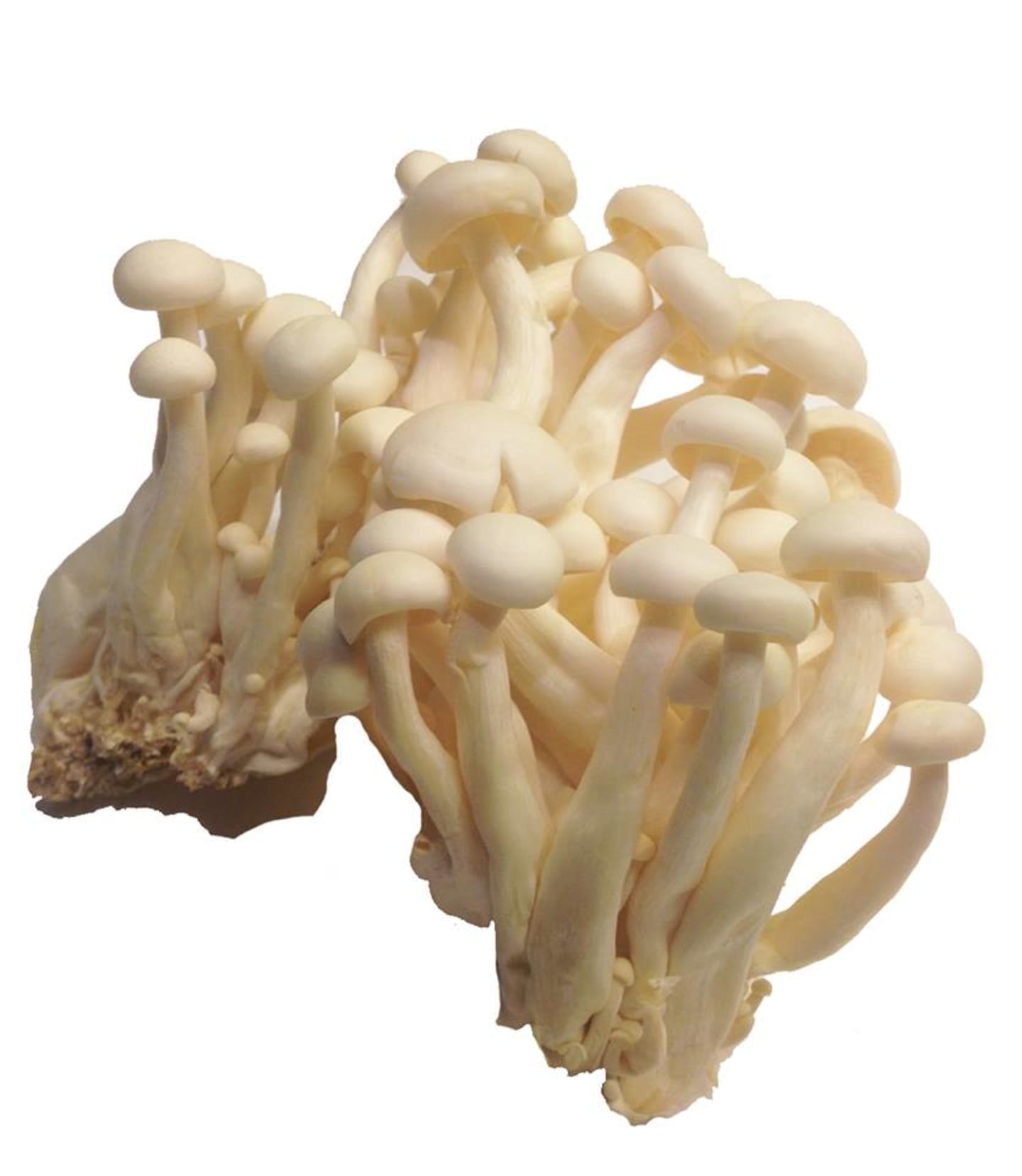 Svamp Vit Shimeji 150g