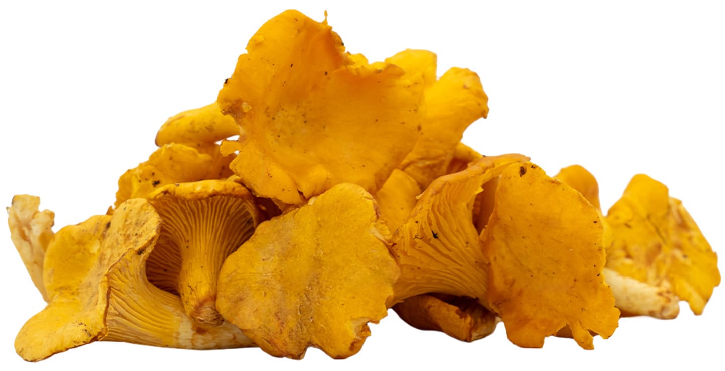 Kantarell gula 2-3kg