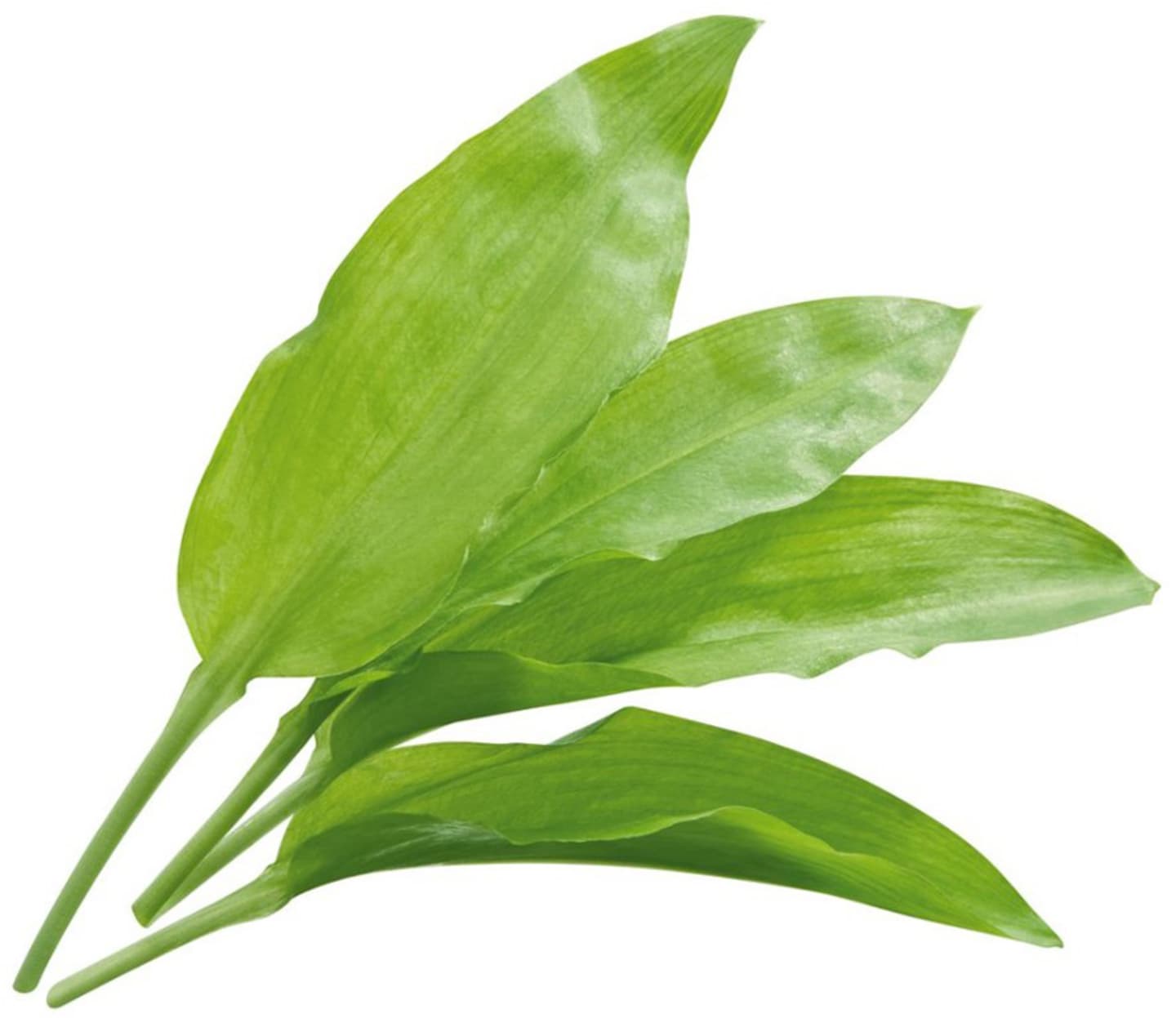 Ramslök 500g DF