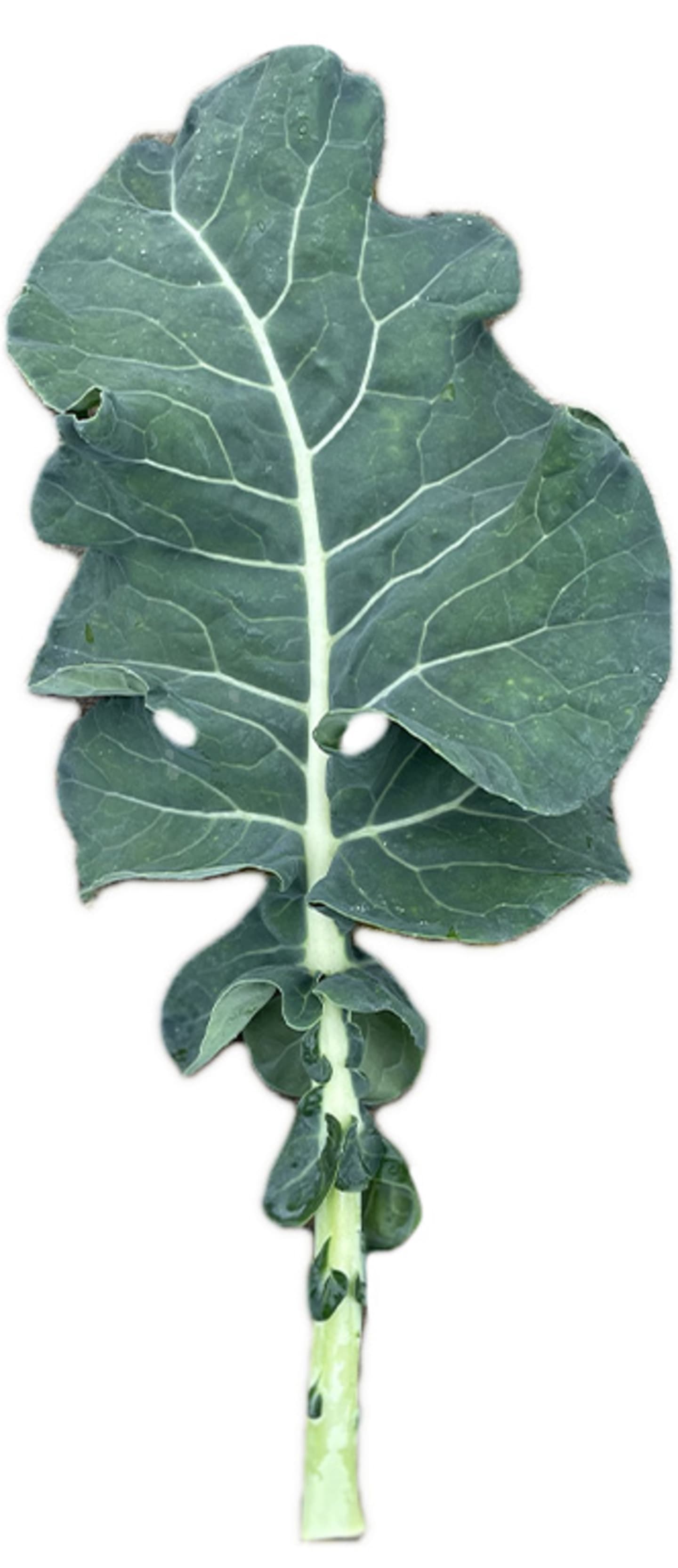 Broccoli blad EKO 4-5kg - Bild 1 av 1
