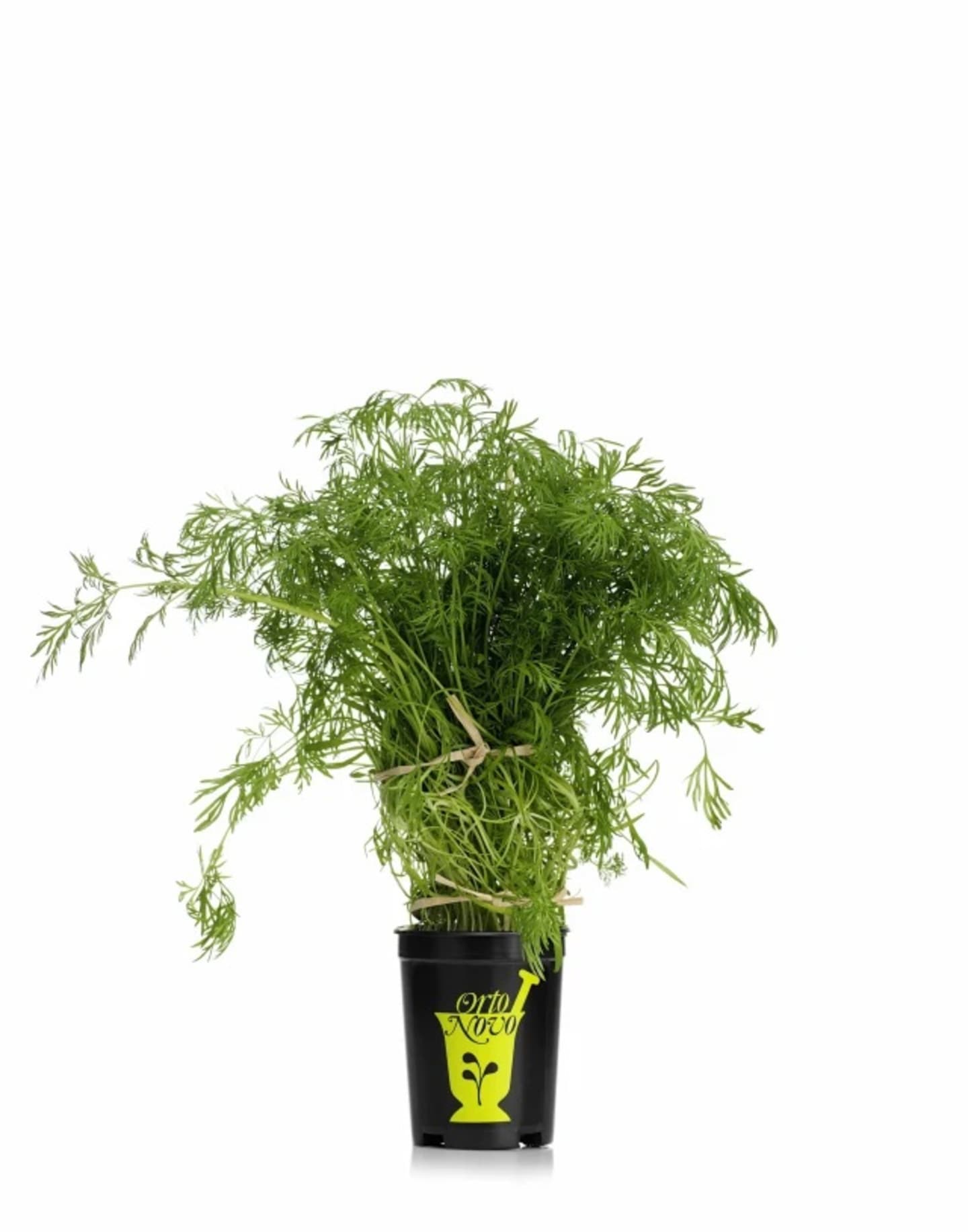 Dill i kruka KRAV 12st