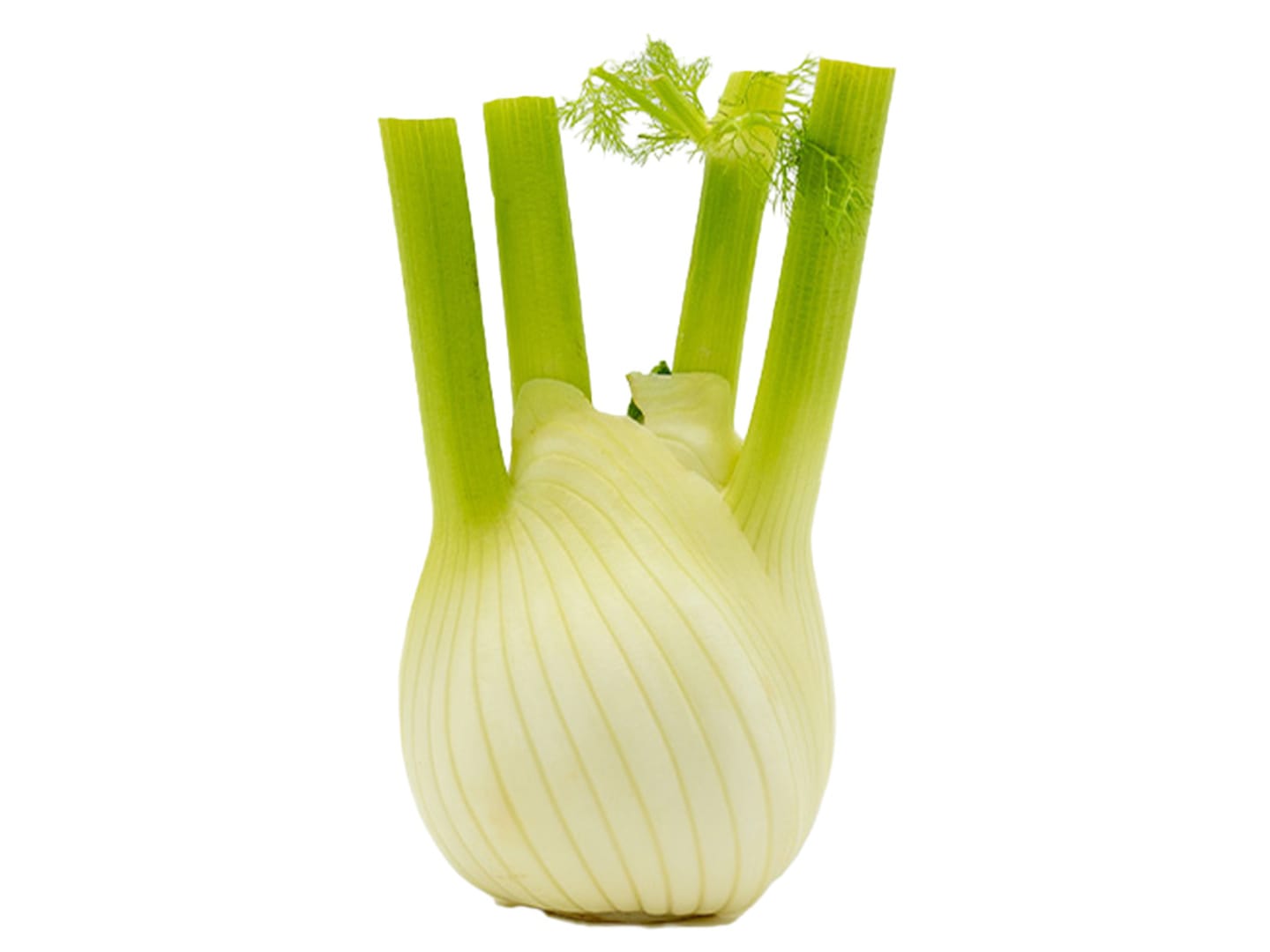 Fänkål EKO 5kg SE