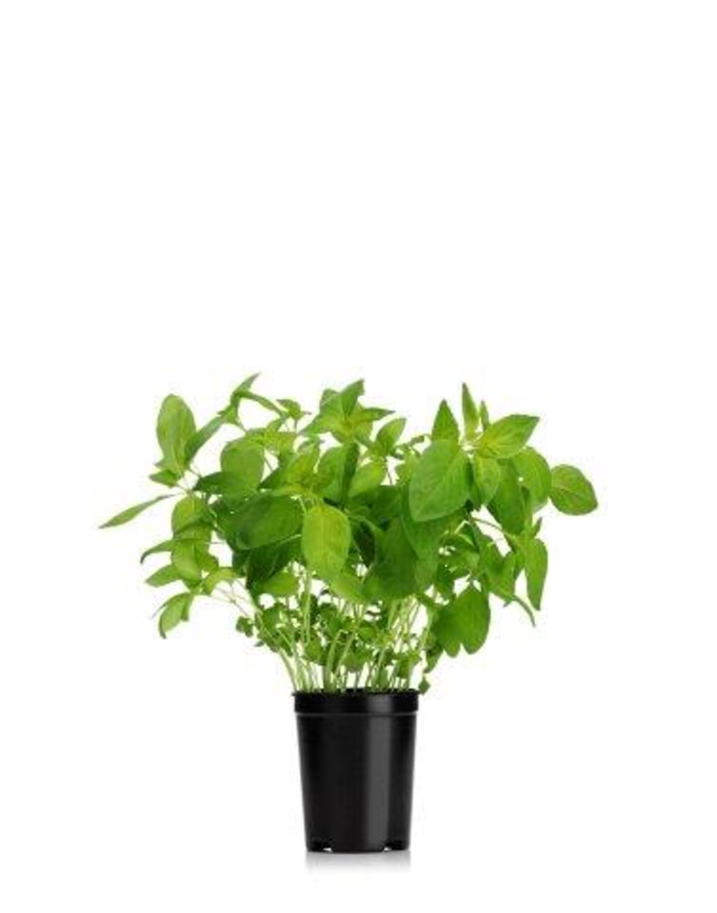 Basilika lime EKO 50g