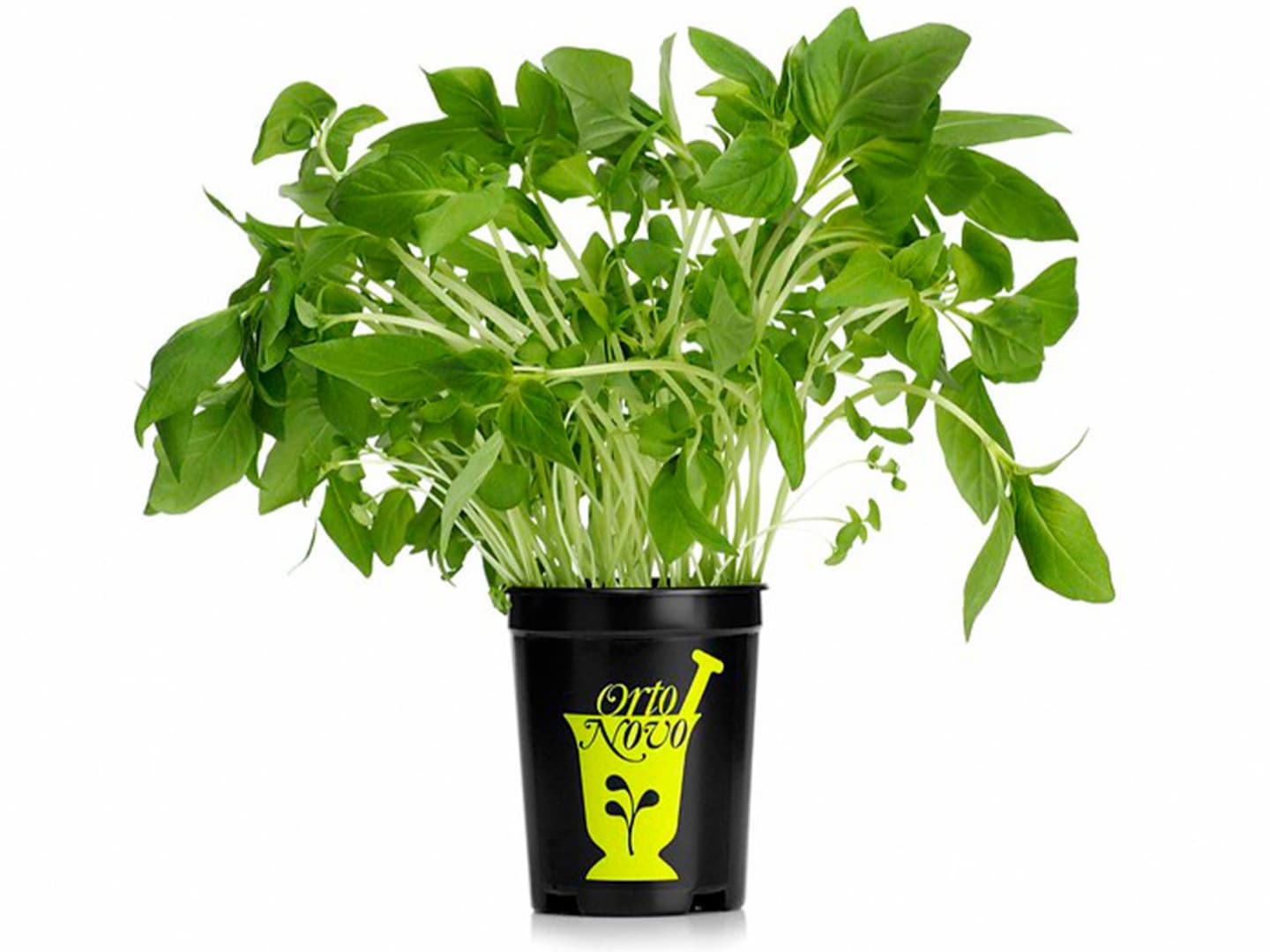 Basilika thailändsk EKO 6st