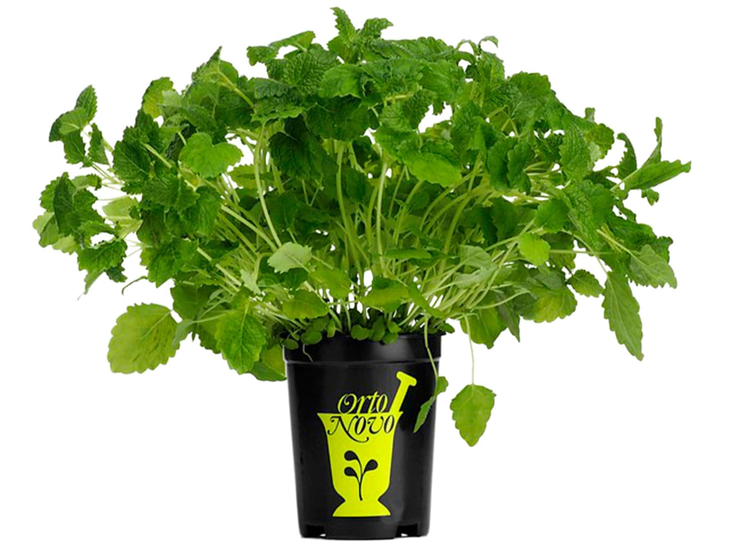 Citronmeliss i kruka EKO 6st