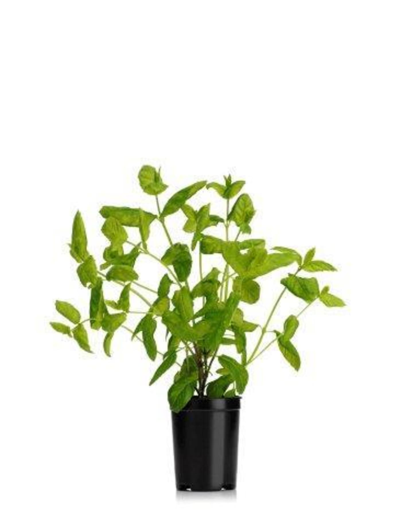 Mynta i kruka KRAV 6st