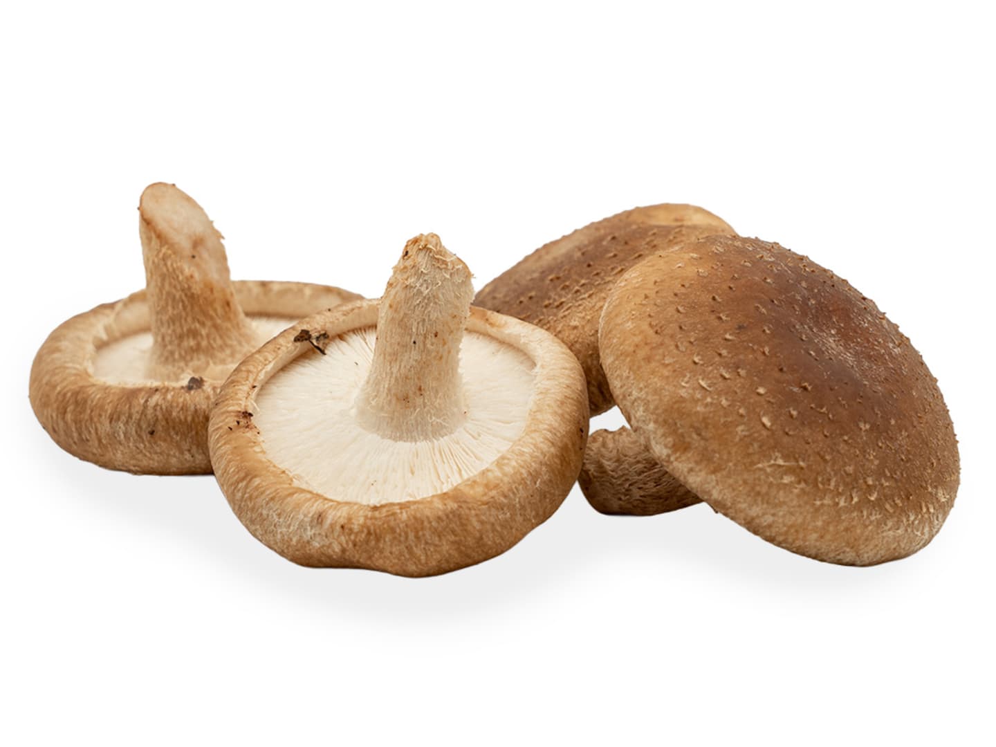 Svamp Shitake EKO 2kg SE