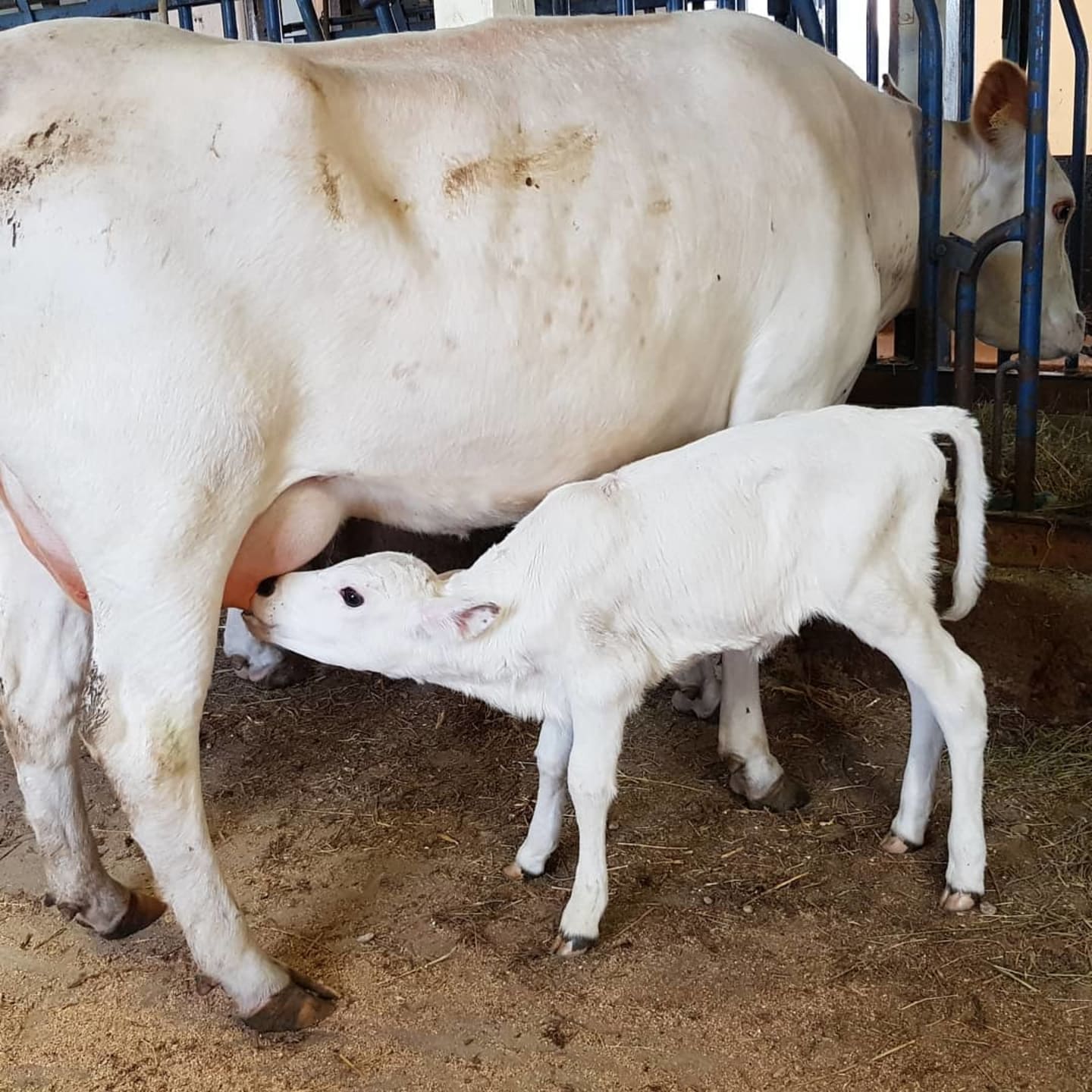 Kalvarna går kvar hos korna och har fri tillgång till mjölk så mängden mjölk varierar dagligen.