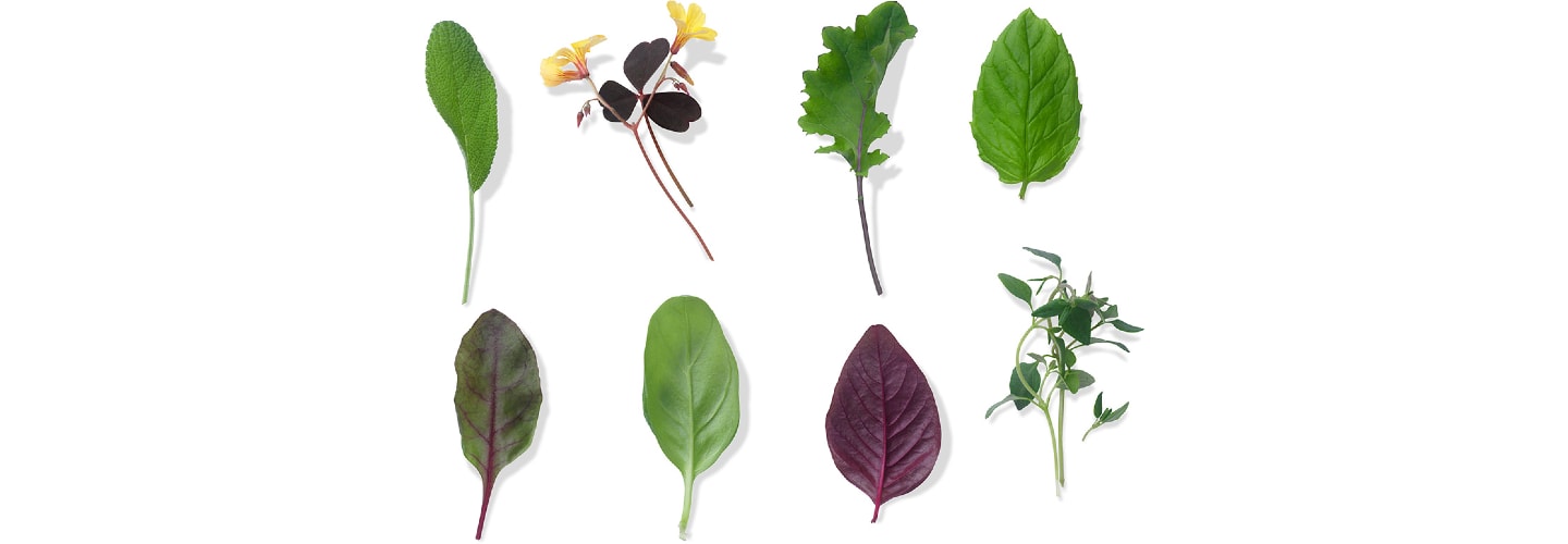 Orto Novo - den nya örtagården