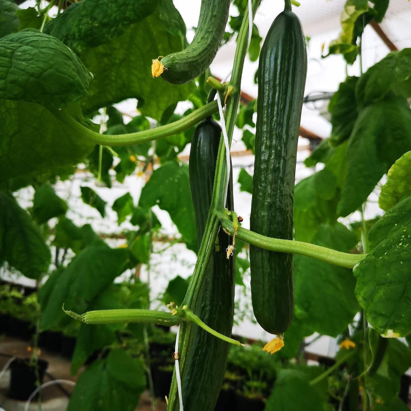 Många säger att vi är helt rätt i tiden och det är vi, men vi vill vara helt rätt i framtiden.