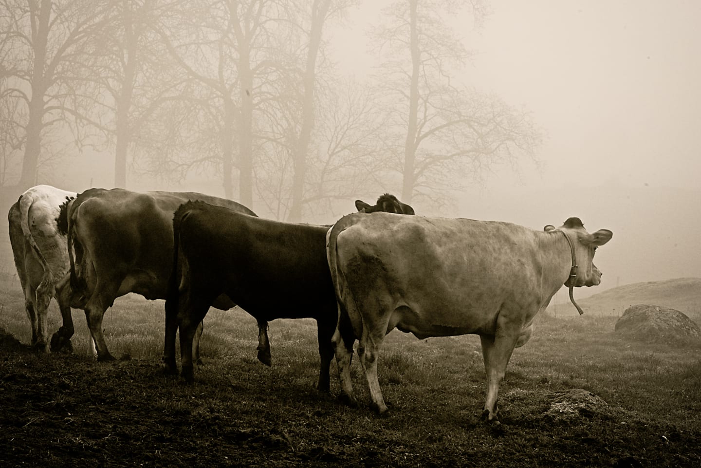 Löfsta Herrgårdsmejeri