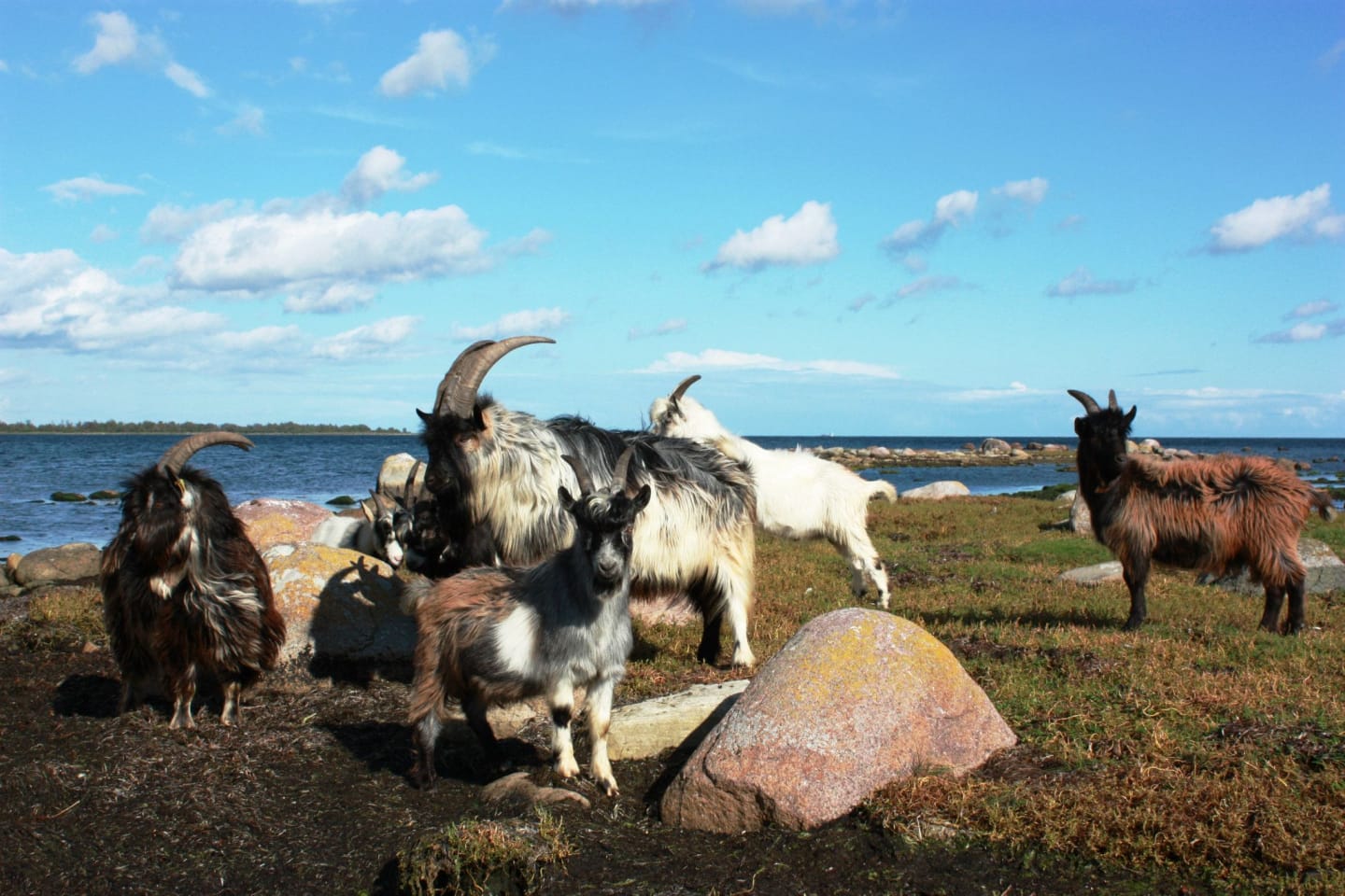 Orranäs Gårdsmejeri