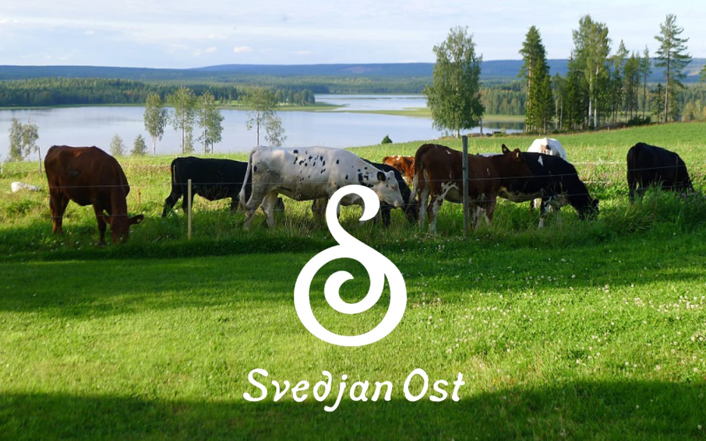 Svedjan Ost